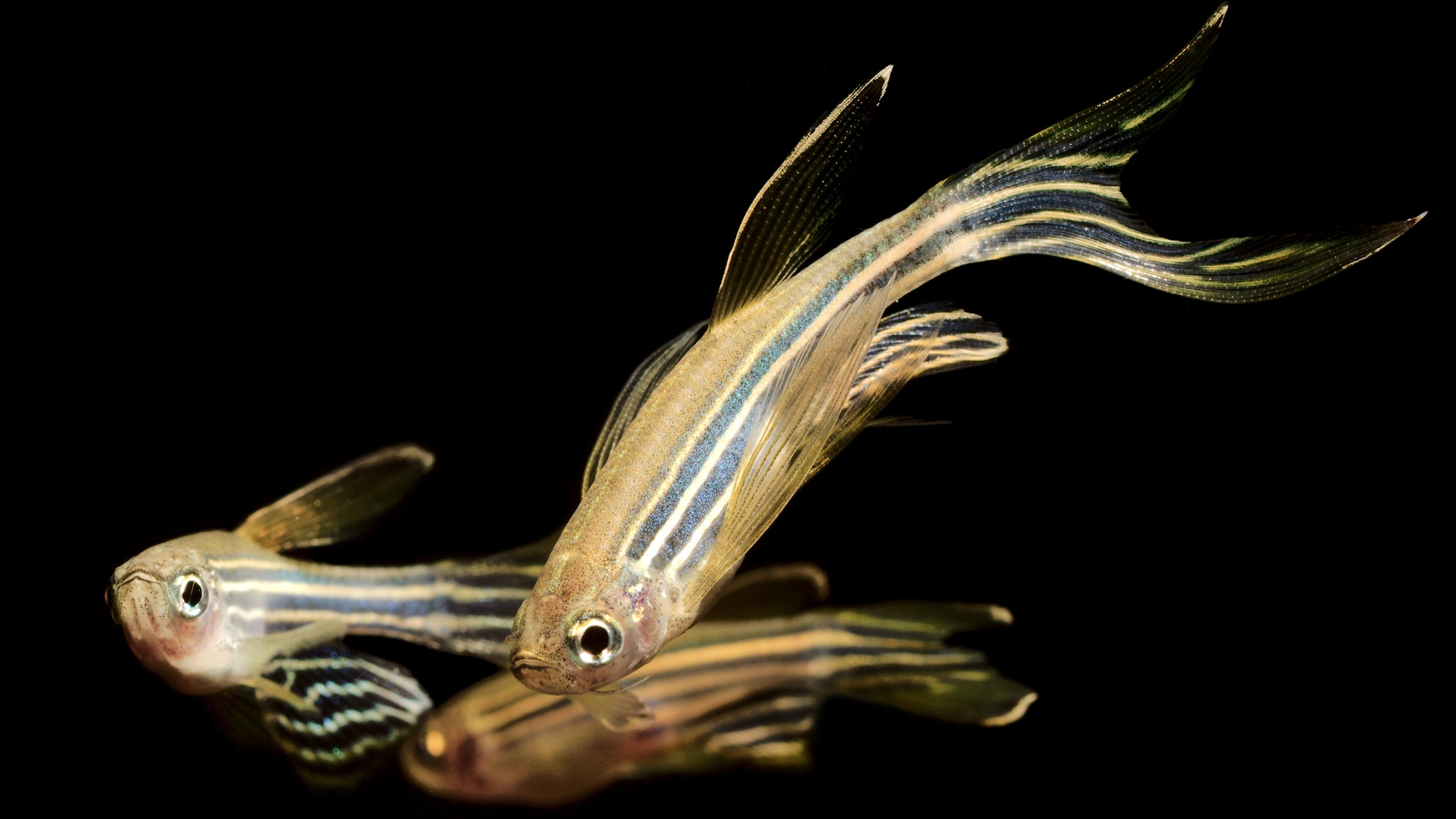 A pesquisa de regeneração cardíaca em zebrafish representa um dos esforços científicos mais inovadores e promissores da Universidade - Foto: Getty Images