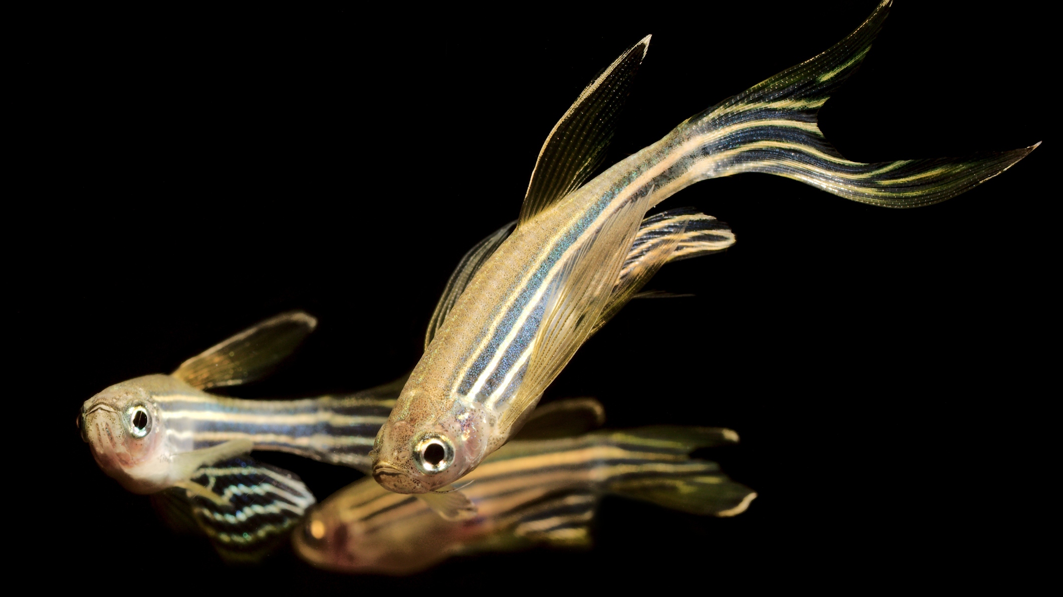 A pesquisa de regeneração cardíaca em zebrafish representa um dos esforços científicos mais inovadores e promissores da Universidade - Foto: Getty Images