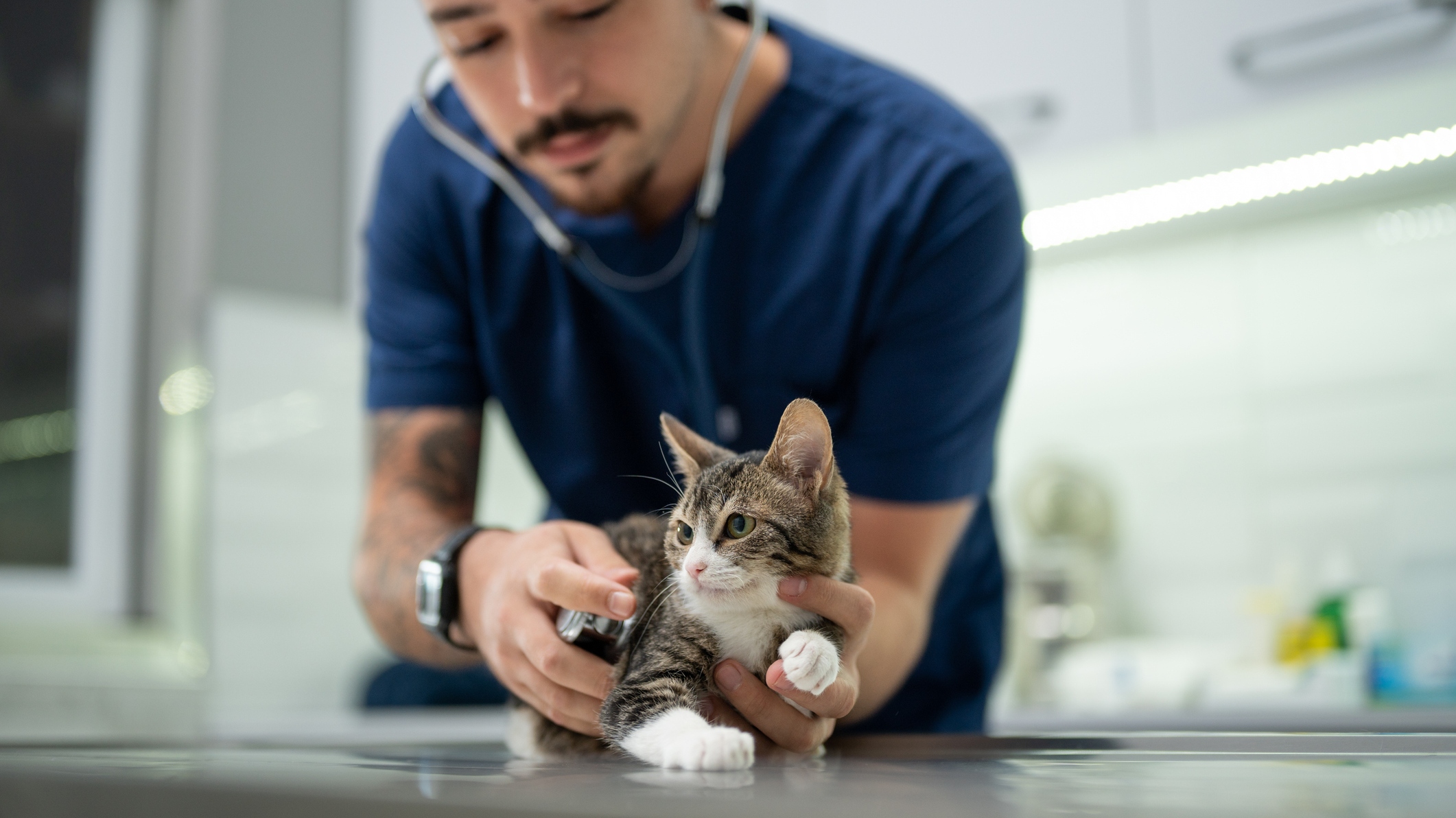 A atuação do profissional acontecerá no Complexo de Medicina Veterinária da Unifor. Foto: Getty Images