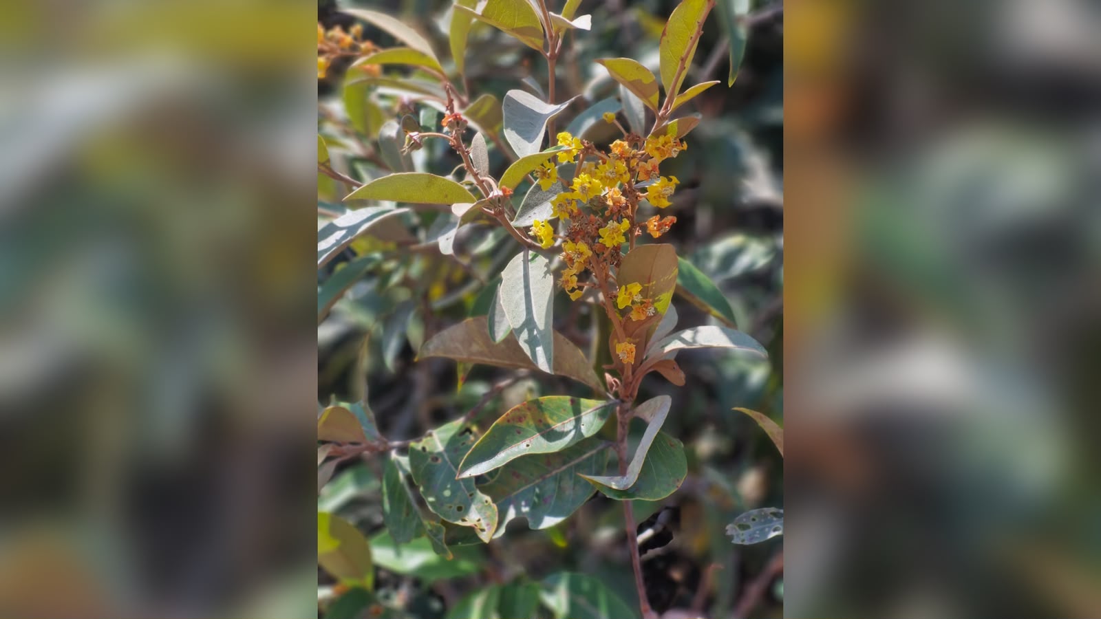 O estudo resultou no desenvolvimento de uma composição à base do extrato das folhas da planta, que demonstrou efeitos anti-inflamatório, analgésico e antioxidante - Foto: Arquivo Pessoal
