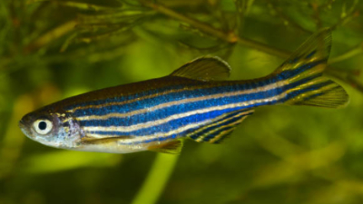 O peixe-zebra é um peixe tropical de água doce, teleósteo, cipriniforme, da família dos ciprinídeos. (Foto: Isoft)