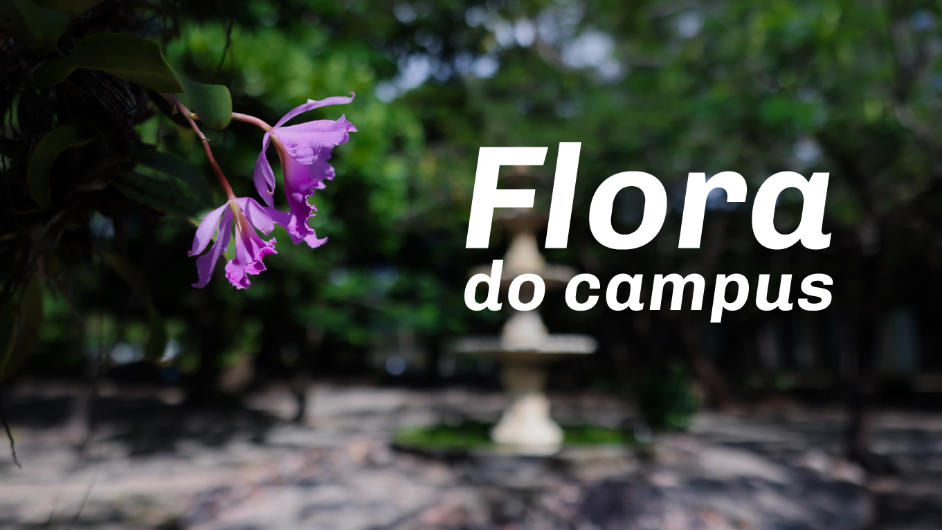 campus da Unifor, no primeiro plano, a imagem de uma flor
