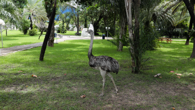 A ema recebe alimentação adequada regularmente e é monitorada por equipe veterinária e funcionários da Divisão de Serviços Gerais (Foto: Ares Soares)