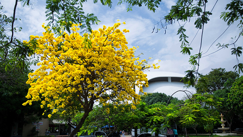 Com nome de origem Tupi, a “árvore cascuda” esbanja beleza e resistência. Foto: Ares Soares.