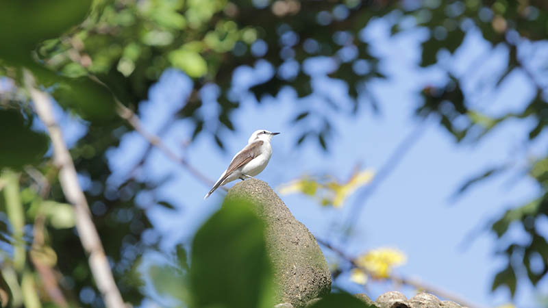 Nós selecionamos algumas dicas para que as fotos feitas com a câmera do celular tenham uma boa qualidade e mais chances de serem escolhidas. Foto: Ares Soares.