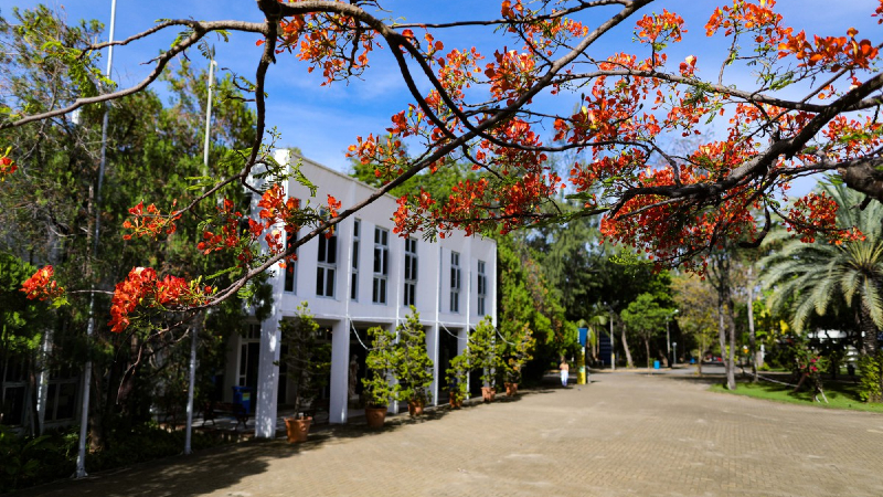 A Floresta do Aluno e o Aroma do Campus são iniciativas da Universidade de Fortaleza em comemoração aos seus 50 anos e ao Dia Mundial do Meio Ambiente (Foto: Ares Soares)