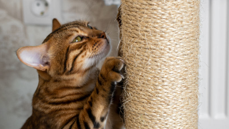 Um ambiente que contemple as necessidades do animal contribui para o bem-estar dele (Imagem: Getty Images)