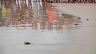Tartarugas recém-nascidas indo em direção ao mar na Praia do Futuro  (Foto: Priscilla Sousa)