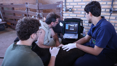 Os participantes são supervisionados e orientados por médicos veterinários especialistas nas áreas contempladas nos editais, desenvolvendo suas atividades no Complexo de Medicina Veterinária (Foto: Ares Soares)