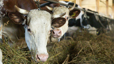Edital do evento convida docentes da Unifor a submeterem textos para livro com tema “Da Temple Grandin a 2025: Justiça para os animais” (Foto: Getty Images)