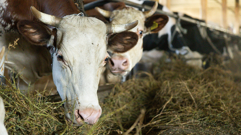 Edital do evento convida docentes da Unifor a submeterem textos para livro com tema “Da Temple Grandin a 2025: Justiça para os animais” (Foto: Getty Images)