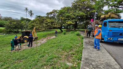 Agora, as árvores estão localizadas perto da lagoa da Unifor (Foto: Divulgação)