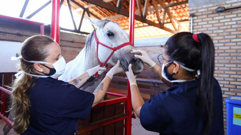 O Programa de Treinamento Voluntário tem como objetivo proporcionar aos estudantes de Medicina Veterinária uma formação acadêmico-profissional complementar (Foto: Ares Soares)