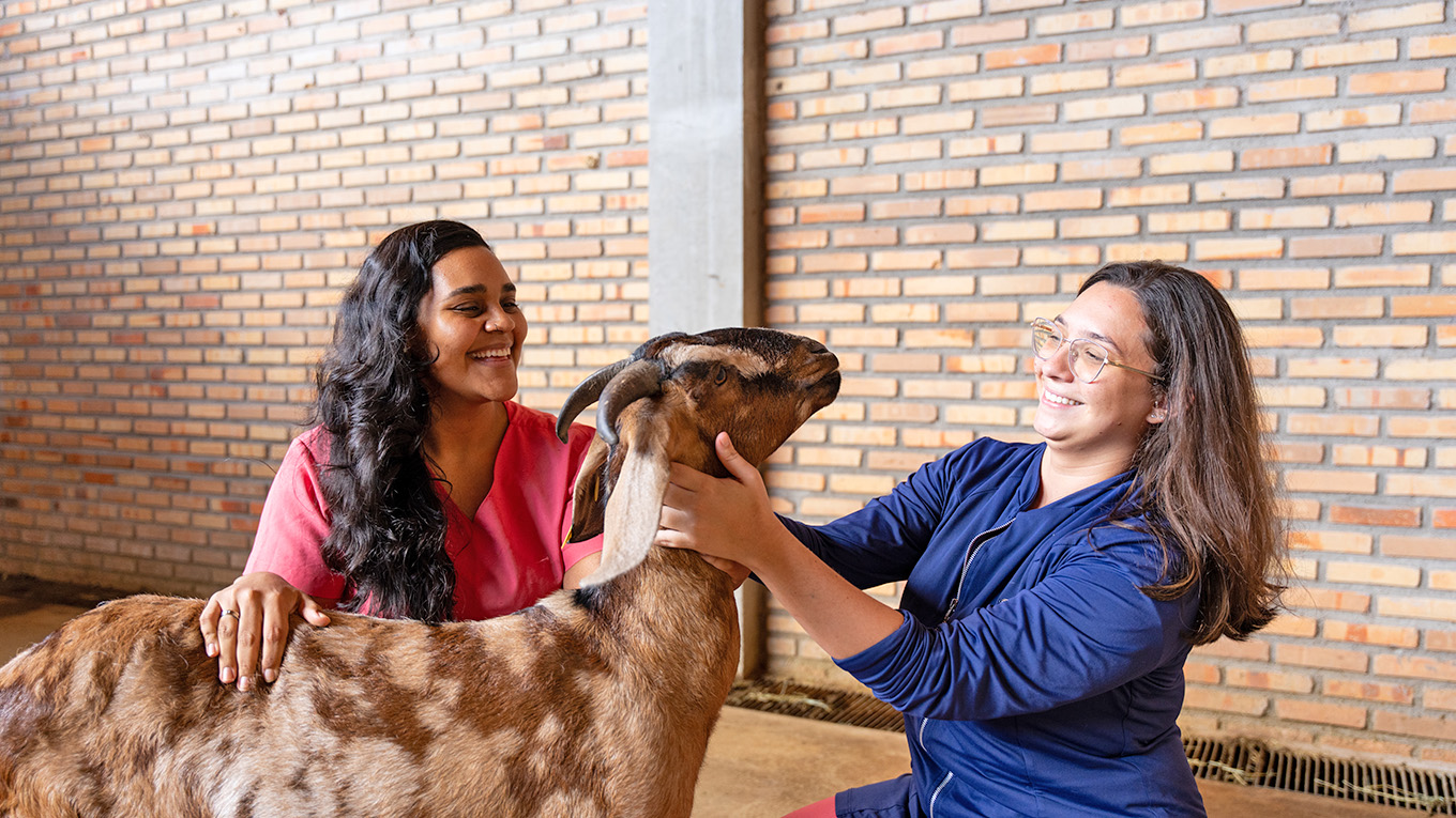 Estudantes manejam animal no complexo de medicina veterinária da unifor