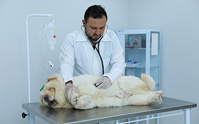 Complexo da Medicina Veterinária