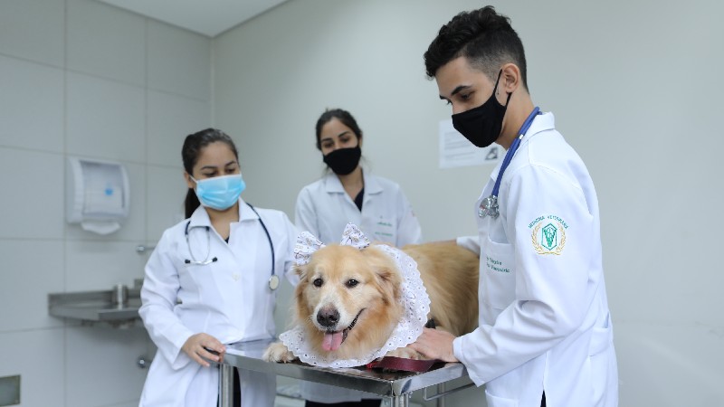 Uma das oficinas ofertadas irá abordar vivencias práticas na rotina clínica e cirúrgica de pequenos animais (Foto: Ares Soares)