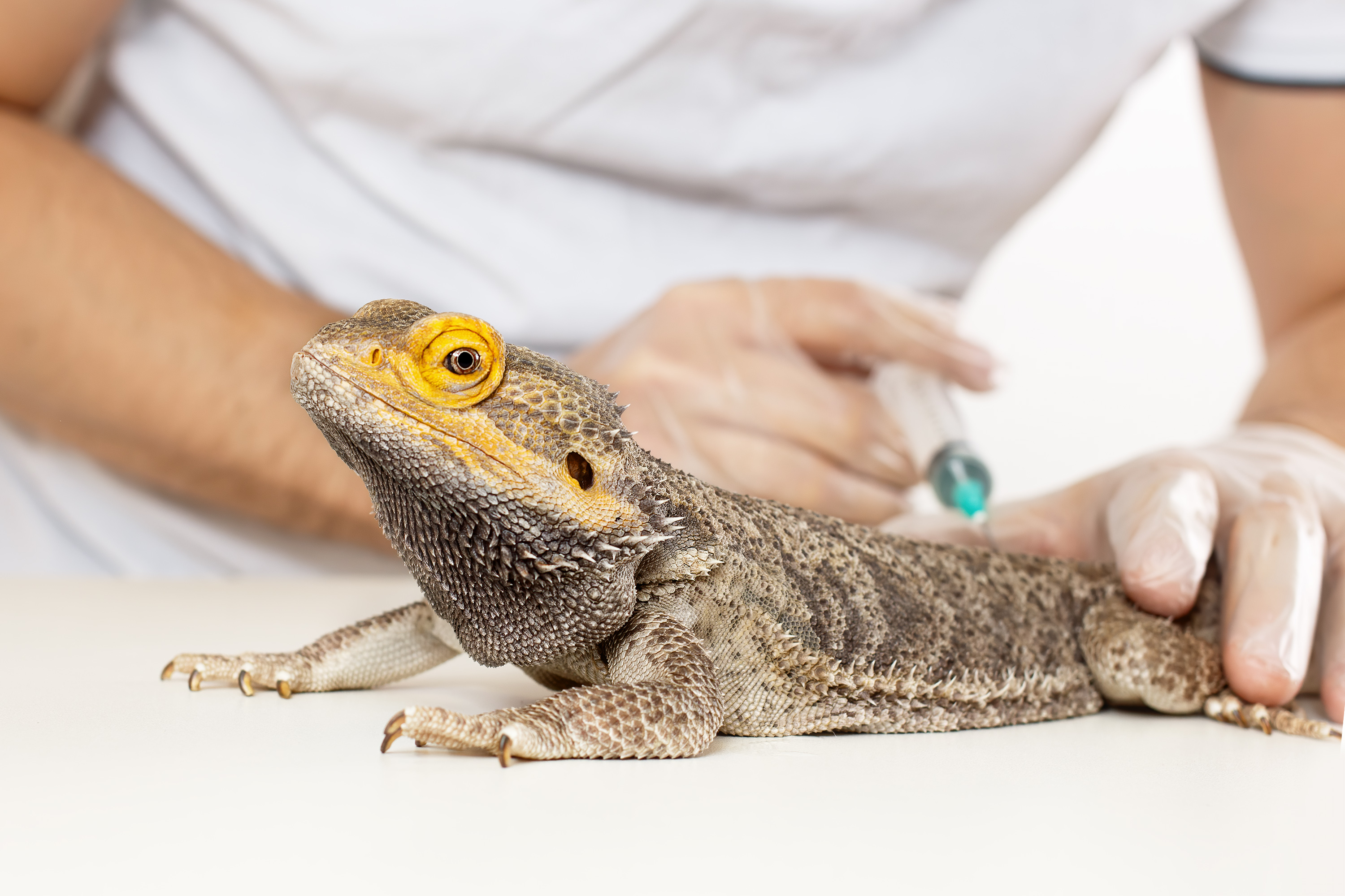 Médico veterinário examinando e aplicando injeção em uma Iguana