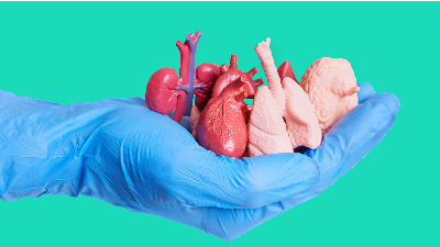 O estudo é voltado para a conscientização sobre a doação de órgãos (Foto: Getty Images)