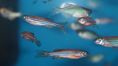 O zebrafish é um peixe de água doce que se tornou um modelo complementar de experimentação em diversas áreas da biomedicina (Foto: Getty Images)