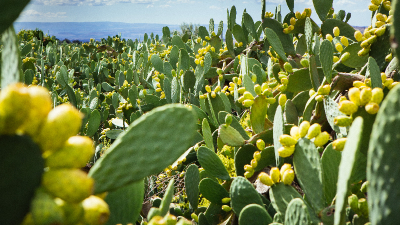 Foi descoberta a presença de flavonoides, ao qual se atribui ação anti-inflamatória, e a confirmação da presença de uma pectina relacionada à cicatrização (Foto: Getty Images)