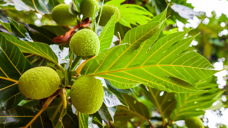 A pesquisa tem o objetivo de avaliar potencial de proteína extraída da fruta-pão, a frutalina, em tratamento terapêutico (Foto: Getty Images)