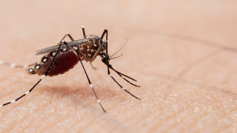 Os pesquisadores concluíram que a dengue continua sendo um desafio diagnóstico em Fortaleza (Foto: Getty Images)