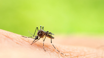 Há uma dificuldade de obter um diagnóstico correto da Chikungunya, dada a falta de vigilância laboratorial e pós-morte (Foto: Getty Images)