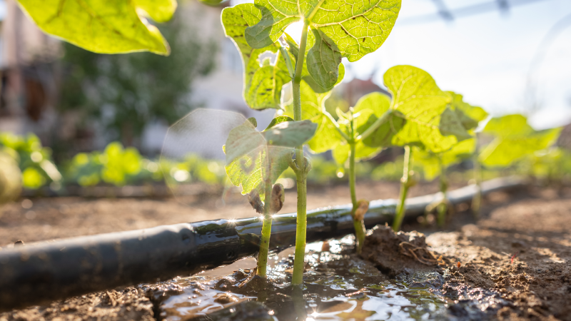 Euclides percebeu que os efluentes da Estação de Tratamento de Esgoto (ETE) poderiam ser utilizados como reuso em irrigação no paisagismo dos jardins do campus (Foto: Getty Images)