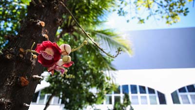 Flor na paisagem da fachada da Unifor